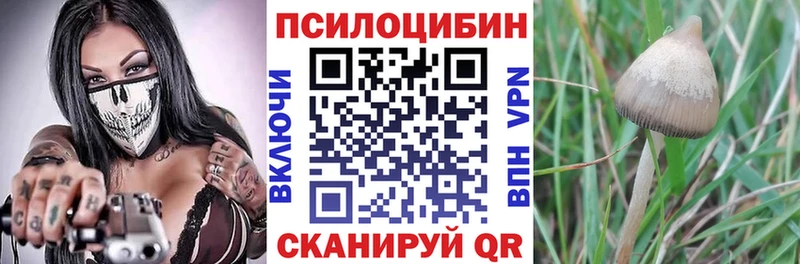 Купить  Новое Девяткино  Псилоцибиновые грибы Psilocybine cubensis 